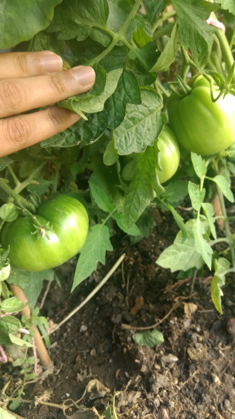 G.U.V Green Tomato Chutney